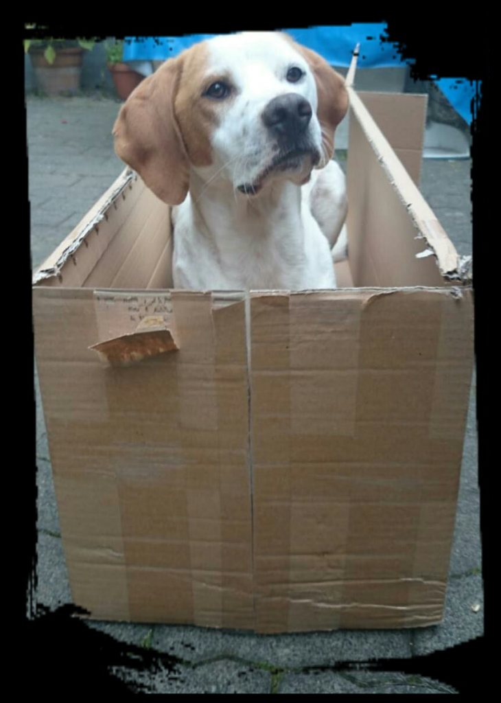 Hund in Kiste